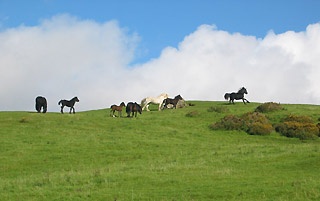 Kerbeck Fell Ponies: Summer 2010