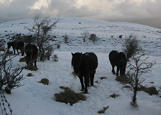 Kerbeck Fell Ponies: Winter 2010