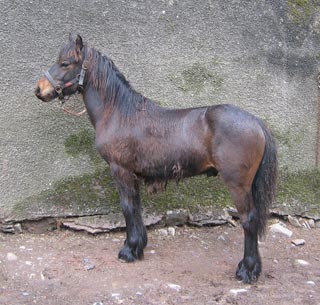 Yearling Firebright