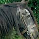 Kerbeck Fell Ponies: Barncrosh Royal