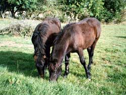Kerbeck Night Belle (left) and Kerbeck Night Whisper